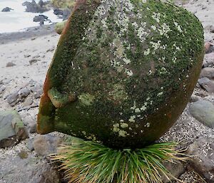 A moss-covered, rusted pot rests on rock and grass at a beach.