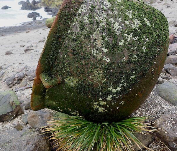 A moss-covered, rusted pot rests on rock and grass at a beach.