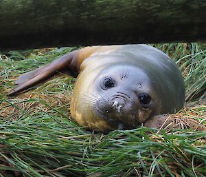 An elephant seal with snotty nose lies in the grass and faces the camera at Hurd Point