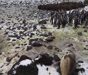 An elephant seal watching the king penguins