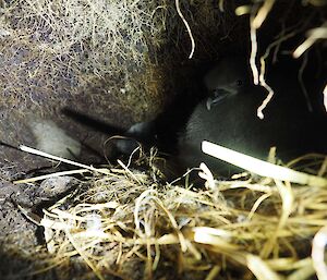 A downy grey petrel chick in a burrow