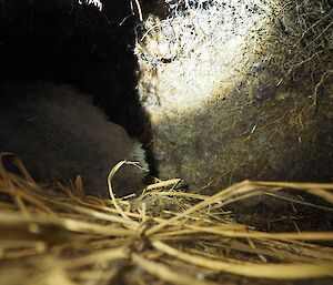 A shy grey petrel chick hides in a burrow