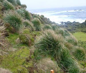 A rejuvenated Sellick Point site in 2015 showing mossy covered cliff overlooking water