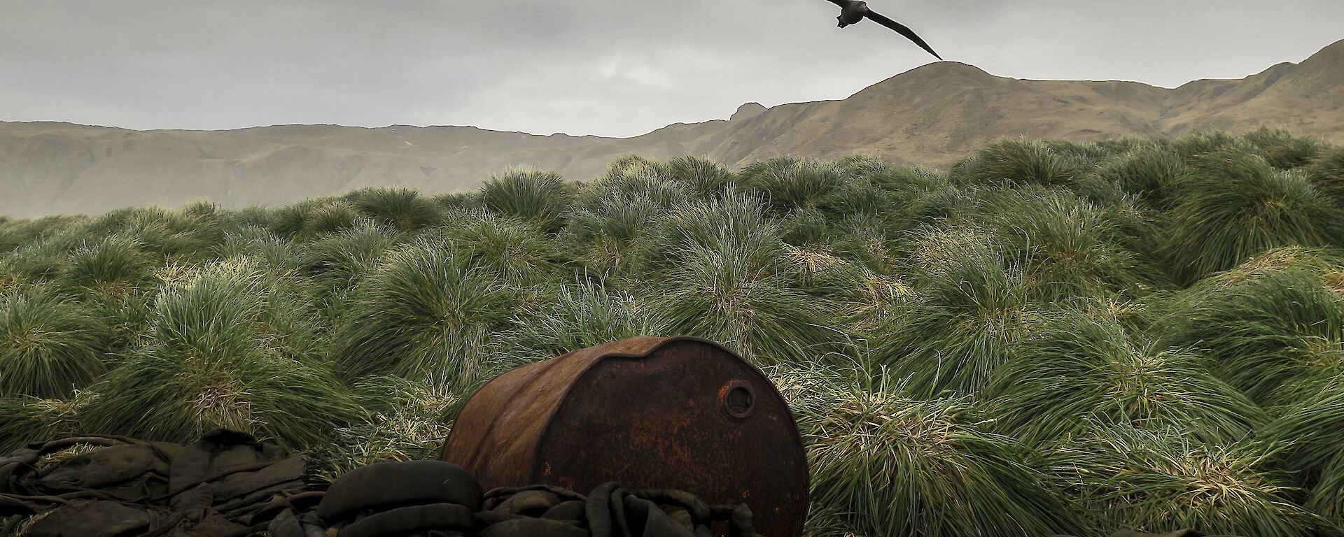 View over the tussock at Eagle Bay with rusty old oil drum in the foreground and a giant petrel flying overhead