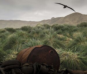 View over the tussock at Eagle Bay with rusty old oil drum in the foreground and a giant petrel flying overhead