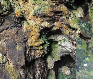 Eagle cave entrance with many shades of green from plant life on the rock walls