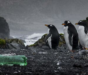 Gentoo penguns on pebbly beach with green plastic bottle in foreground