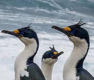 Close up of three Macquarie Island shags, highlighting their very blue eyes