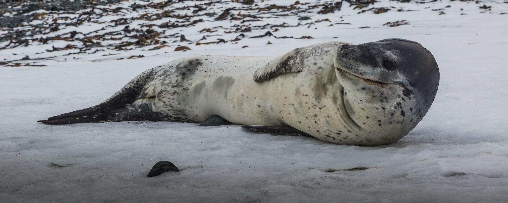 A leopard seal laying on the ice