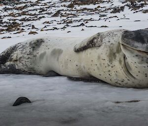 A leopard seal laying on the ice