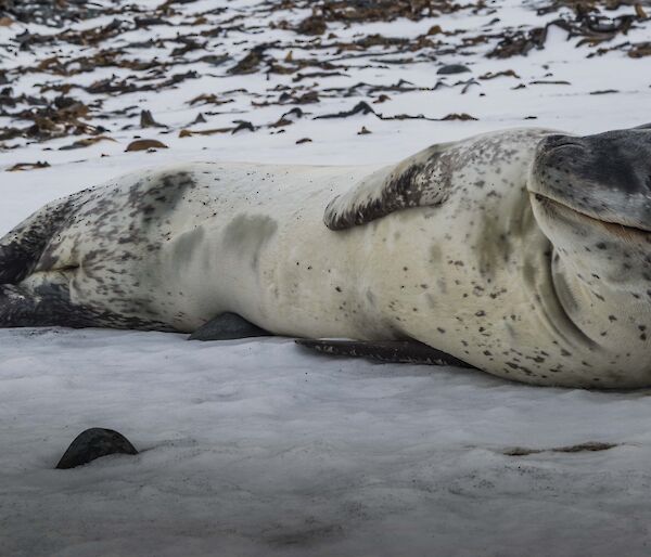 A leopard seal laying on the ice