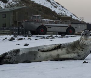 A leopard seal appears to smile at the camera while relaxing on the ice with station buildings and equipment in the background