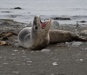 A leopard seal laying on the beach with its mouth wide open, showing its teeth