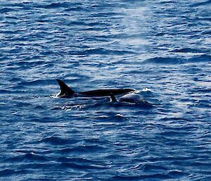 Two orcas swimming side by side