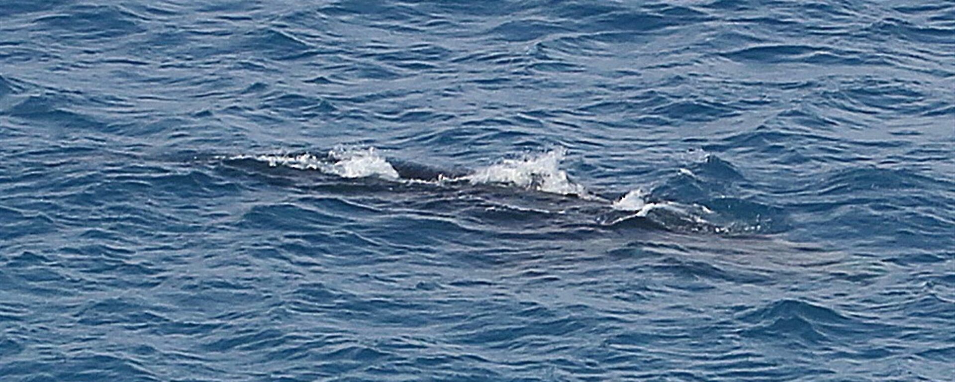 An unidentified whale is seen just under the water.