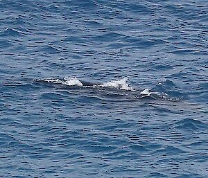 An unidentified whale is seen just under the water.