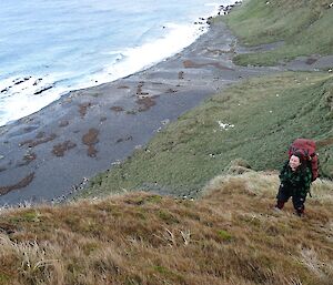 Ranger standing on steep slope overlooking the beach with many groups of brown penguin chicks