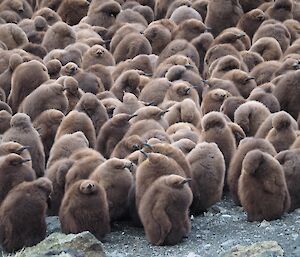 Creche of fluffy king penguin chicks