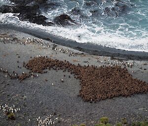 A king penguin creche on the beach