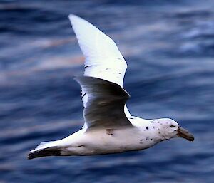 Southern giant petrel flies over the water