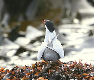 Sterna vittata or Antarctic tern is seen from behind, standing on seaweed bed and facing water