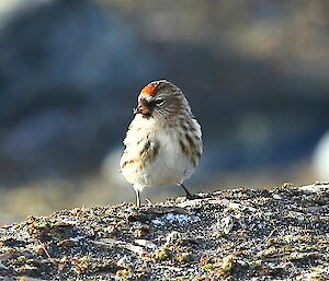 Acanthis flammea or redpoll finch stands on a flat rock and faces the camera