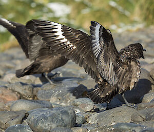 Two great skuas on rocks with wings open