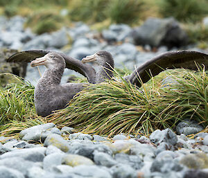 Two nesting northern giant petrels, one with wings spread over the other