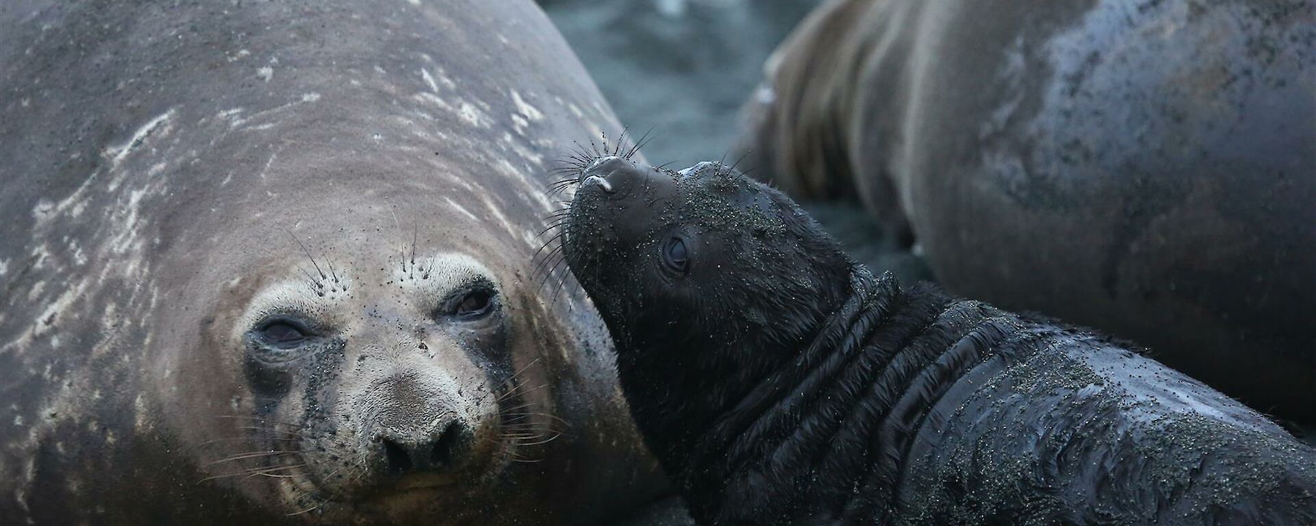 Black furry elephant seal pup with adult seal