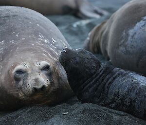 Black furry elephant seal pup with adult seal