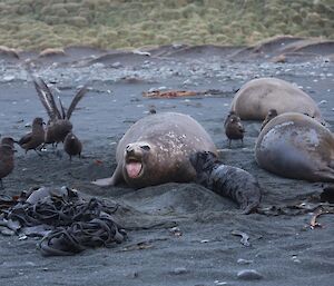 Seals with pup and skuas close by