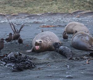 Seals with pup and skuas close by