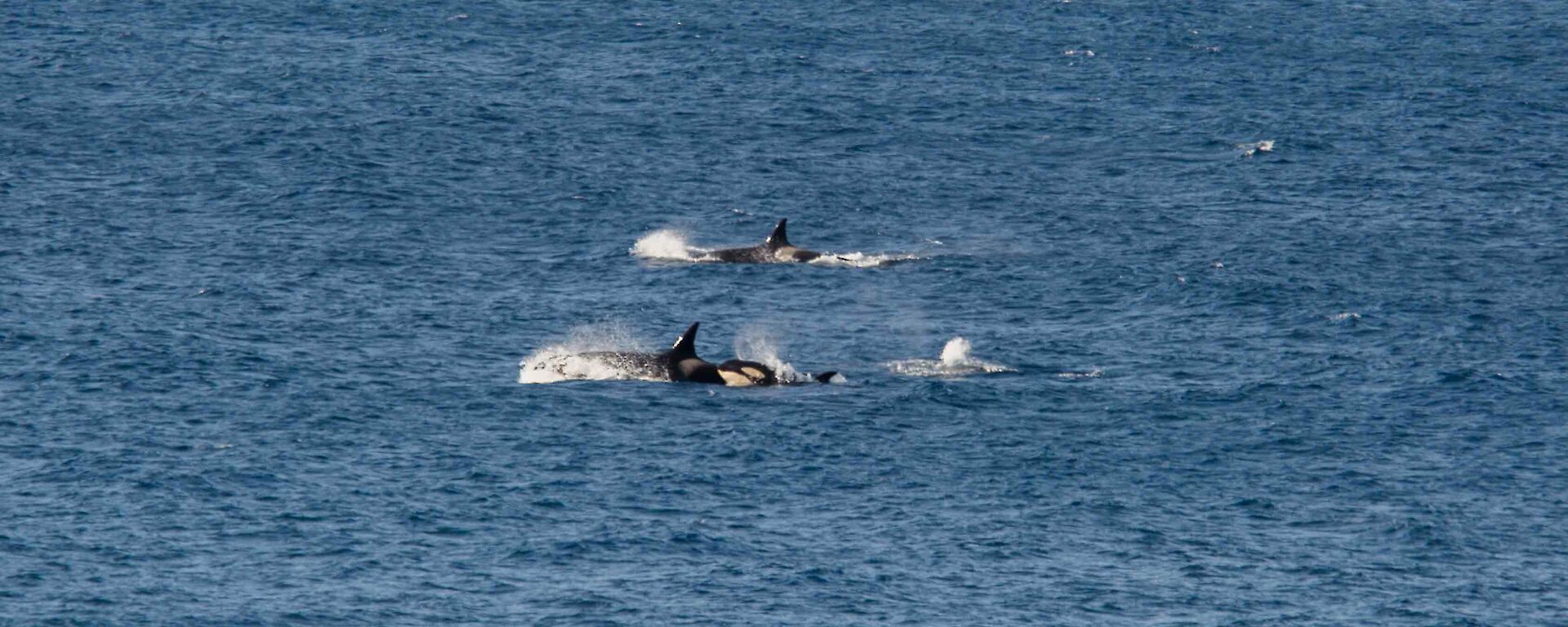Several orcas swimming quickly through the water — photo taken from a boat