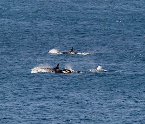 Several orcas swimming quickly through the water — photo taken from a boat