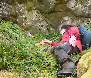 Ranger Anna inspecting a northern giant petrel nest by lying down next to it in tussock grass holding a ruler