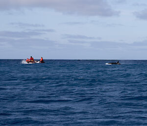 Jacque and Ben in rubber boat with orca following