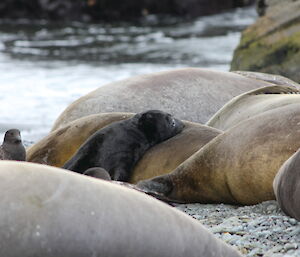 Skua keeping a close eye on a seal pup