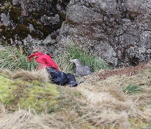Anna in red jacket laying on ground beside Giant Petrel sitting on nest