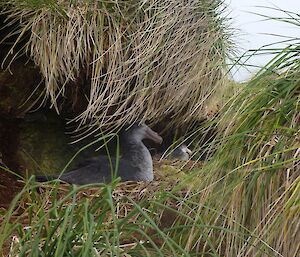 NGPs tucked under tussock