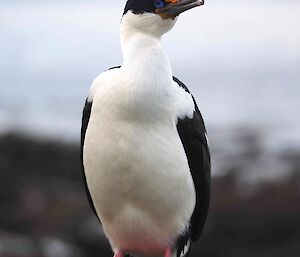 A Macquarie Island shag