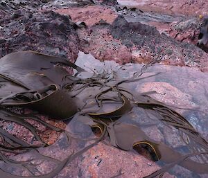 Evening low tide on the west coast