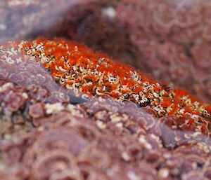Rock pool life — tube worms