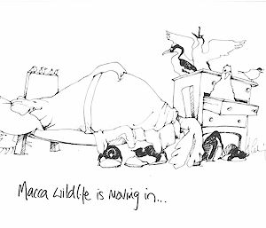 A cartoon illustration of an elephant seal in an expeditioner’s bed.
