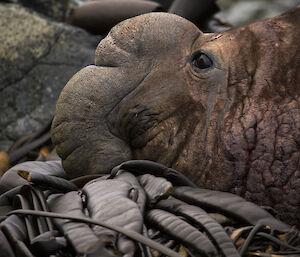 Elephant seal close up — a beachmaster with large proboscis