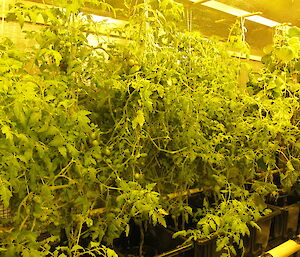 Tomato vine jungle growing in hydroponics