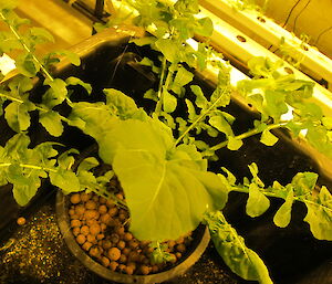 Rocket plant growing in hydroponics
