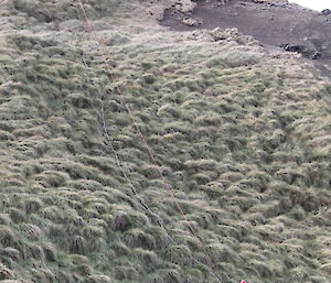 View of belay and main lines down the slope over which the stretcher was lowered.