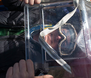 Female expeditioner under protective perspex gives thumbs up