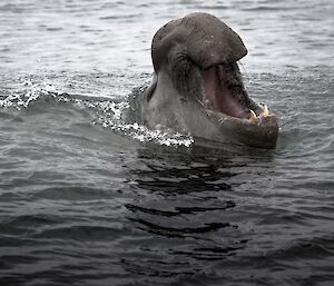 Beachmaster in the water