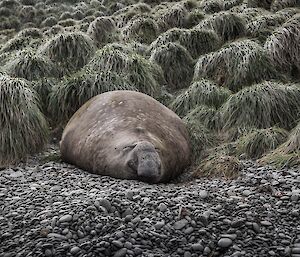 Lonely beachmaster in the tussock